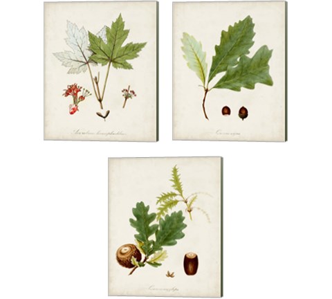 Antique Tree Study 3 Piece Canvas Print Set