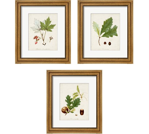 Antique Tree Study 3 Piece Framed Art Print Set