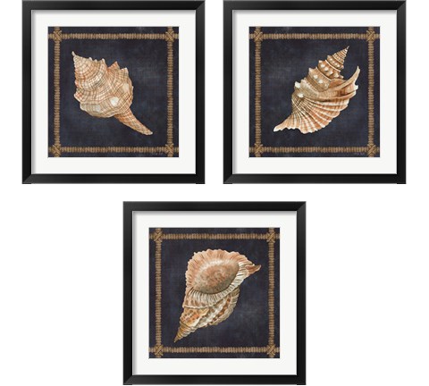 Seashell on Navy 3 Piece Framed Art Print Set by Cindy Jacobs