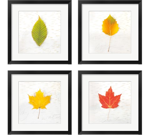 Autumn Colors 4 Piece Framed Art Print Set by Sue Schlabach