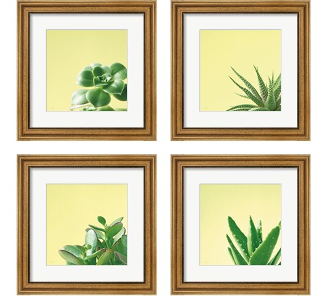 Succulent Simplicity 4 Piece Framed Art Print Set by Felicity Bradley