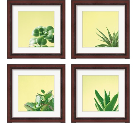 Succulent Simplicity 4 Piece Framed Art Print Set by Felicity Bradley