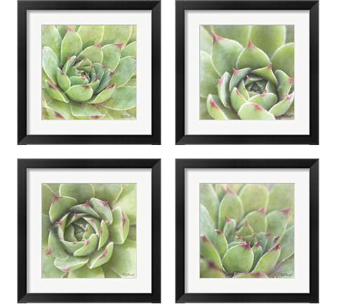 Garden Succulents 4 Piece Framed Art Print Set by Laura Marshall