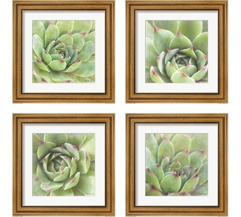 Garden Succulents 4 Piece Framed Art Print Set by Laura Marshall