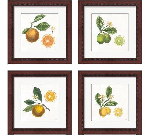 Classic Citrus 4 Piece Framed Art Print Set by Sue Schlabach