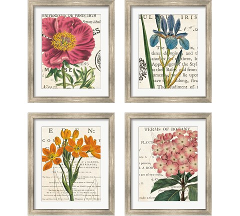 Floral Botany 4 Piece Framed Art Print Set by Sue Schlabach