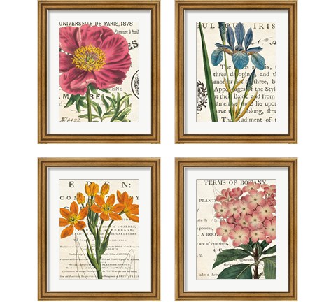 Floral Botany 4 Piece Framed Art Print Set by Sue Schlabach