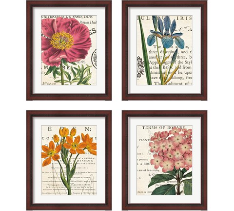 Floral Botany 4 Piece Framed Art Print Set by Sue Schlabach