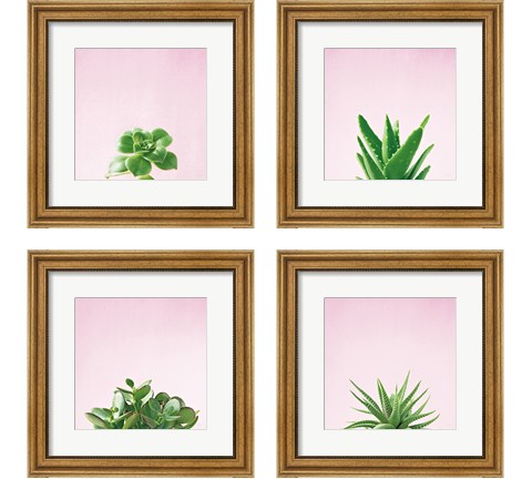 Succulent Simplicity on Pink 4 Piece Framed Art Print Set by Felicity Bradley