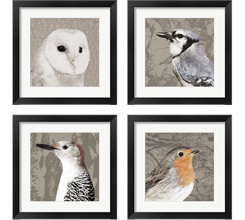 Feathered  4 Piece Framed Art Print Set by Posters International Studio