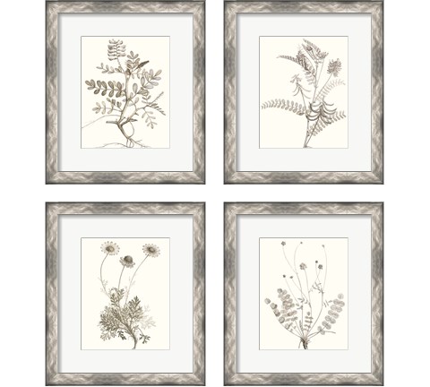 Neutral Botanical Study 4 Piece Framed Art Print Set by Vision Studio