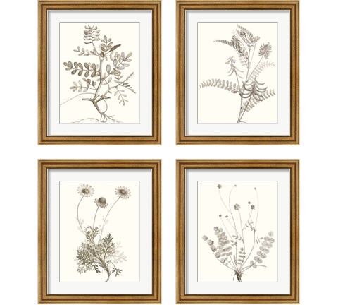 Neutral Botanical Study 4 Piece Framed Art Print Set by Vision Studio