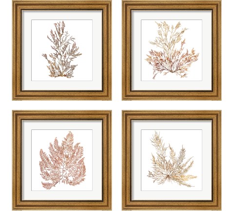 Pacific Sea Mosses 4 Piece Framed Art Print Set by Wild Apple Portfolio
