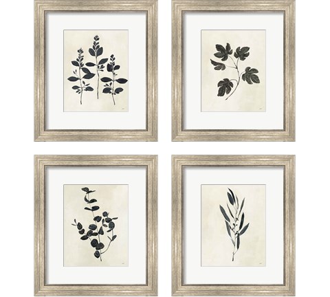 Botanical Study 4 Piece Framed Art Print Set by Julia Purinton