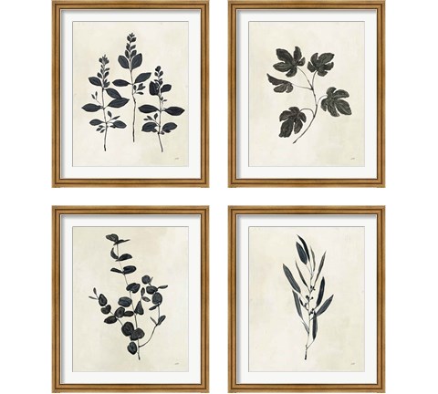 Botanical Study 4 Piece Framed Art Print Set by Julia Purinton