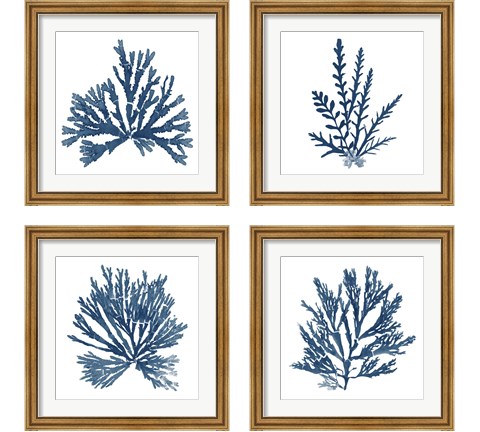 Pacific Sea Mosses Blue on White 4 Piece Framed Art Print Set by Wild Apple Portfolio