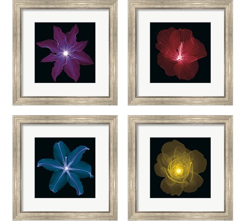 Clematis 4 Piece Framed Art Print Set by Jim Wehtje