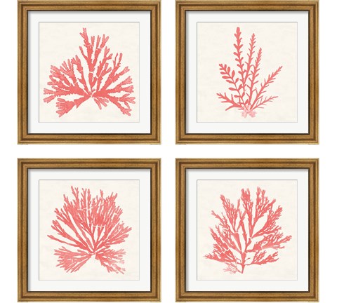 Pacific Sea Mosses Coral 4 Piece Framed Art Print Set by Wild Apple Portfolio