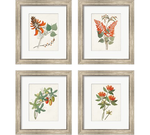 Botanical of the Tropics 4 Piece Framed Art Print Set