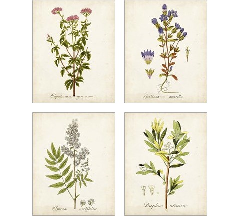 Antique Herb Botanical 4 Piece Art Print Set