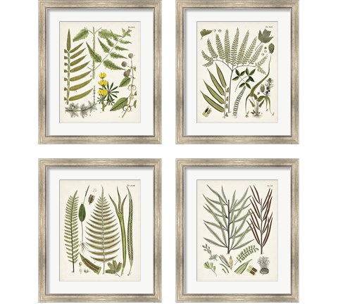 Fanciful Ferns 4 Piece Framed Art Print Set