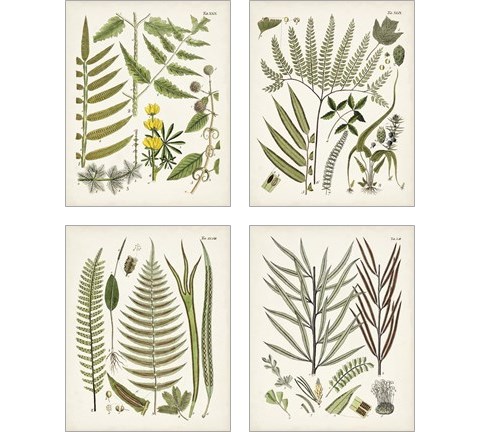 Fanciful Ferns 4 Piece Art Print Set