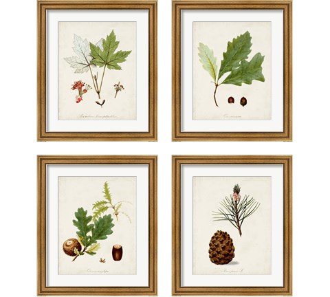 Antique Tree Study 4 Piece Framed Art Print Set