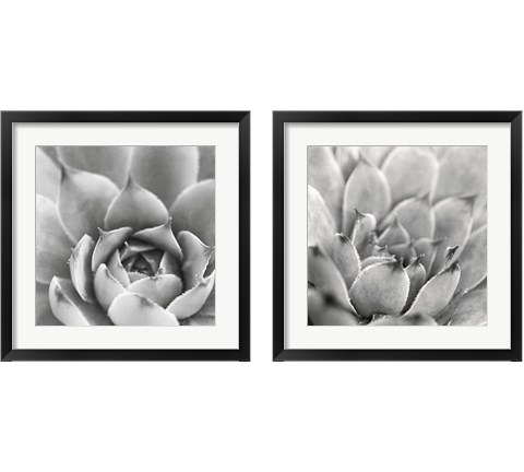 Garden Succulent 2 Piece Framed Art Print Set by Laura Marshall