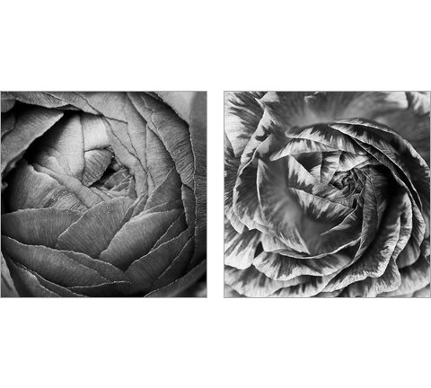 Ranunculus Abstract BW 2 Piece Art Print Set by Laura Marshall