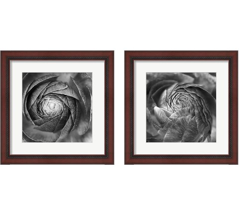 Ranunculus Abstract BW 2 Piece Framed Art Print Set by Laura Marshall
