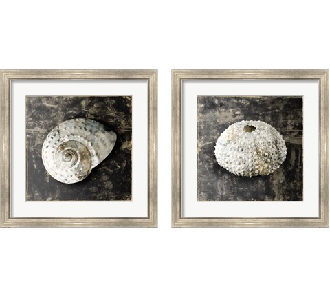 Marble Shell  2 Piece Framed Art Print Set by Edward Selkirk