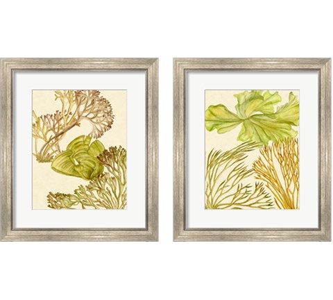 Vintage Seaweed Collection 2 Piece Framed Art Print Set by Melissa Wang