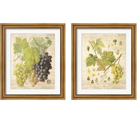 Grapevine  2 Piece Framed Art Print Set by Nobleworks Inc.