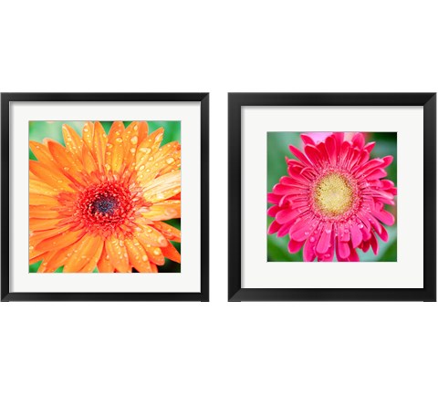 Mixed Gerbera 2 Piece Framed Art Print Set by Susan Bryant