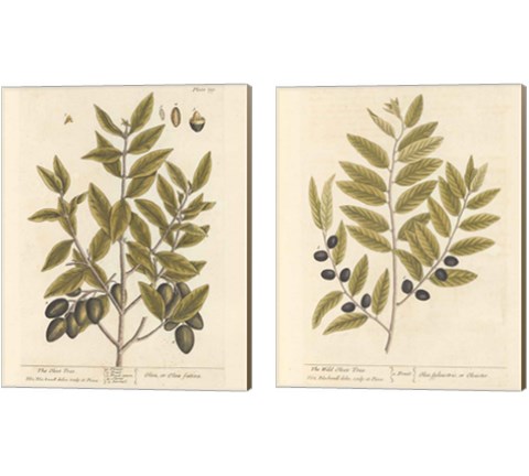 Olive Branch 2 Piece Canvas Print Set by Wild Apple Portfolio