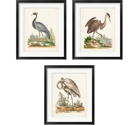 Antique Heron & Cranes 3 Piece Framed Art Print Set by George Edwards