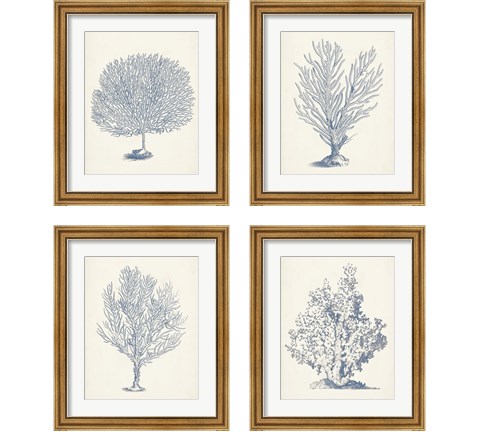 Antique Coral Collection 4 Piece Framed Art Print Set by Vision Studio