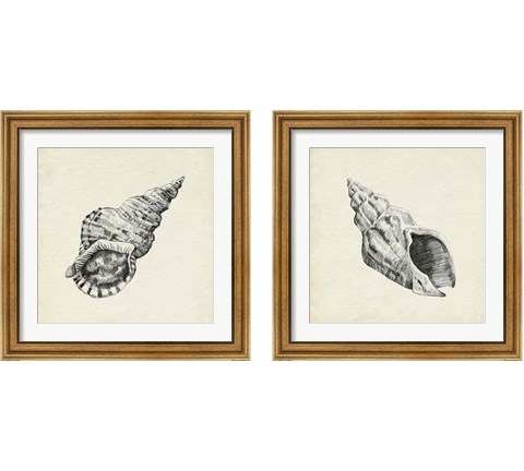 Seashell Pencil Sketch 2 Piece Framed Art Print Set by Emma Caroline