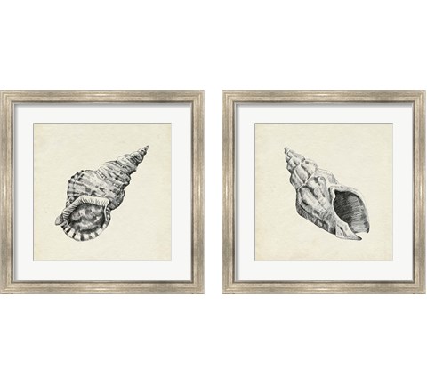 Seashell Pencil Sketch 2 Piece Framed Art Print Set by Emma Caroline