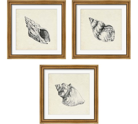 Seashell Pencil Sketch 3 Piece Framed Art Print Set by Emma Caroline