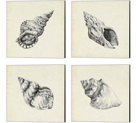 Seashell Pencil Sketch 4 Piece Canvas Print Set by Emma Caroline