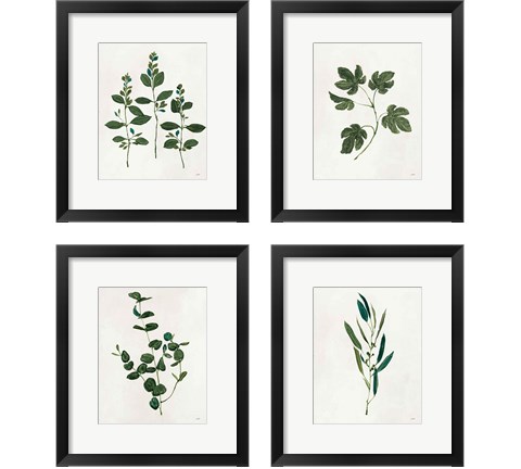 Botanical Study Greenery 4 Piece Framed Art Print Set by Julia Purinton