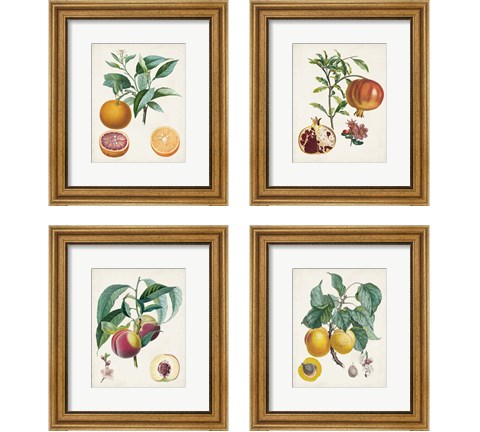 Vintage Fruit 4 Piece Framed Art Print Set by Pierre-Antoine Poiteau