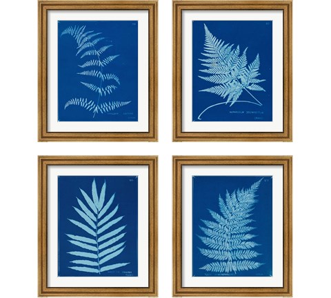 Cyanotype Ferns 4 Piece Framed Art Print Set