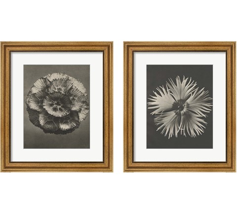 Blossfeldt Flower 2 Piece Framed Art Print Set by Karl Blossfeldt