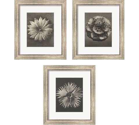 Blossfeldt Flower 3 Piece Framed Art Print Set by Karl Blossfeldt