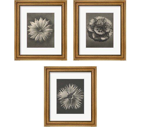 Blossfeldt Flower 3 Piece Framed Art Print Set by Karl Blossfeldt