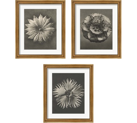 Blossfeldt Flower 3 Piece Framed Art Print Set by Karl Blossfeldt