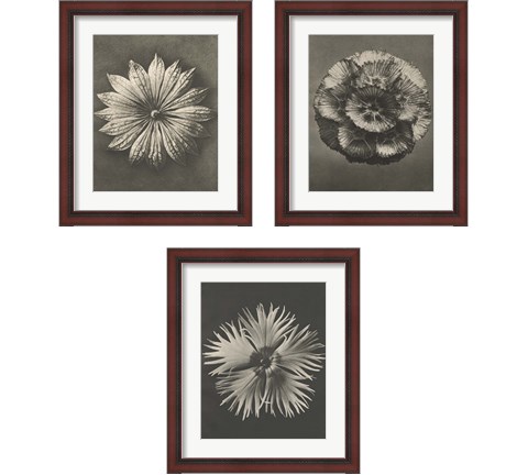 Blossfeldt Flower 3 Piece Framed Art Print Set by Karl Blossfeldt