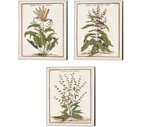 Munting Botanicals 3 Piece Canvas Print Set by Abraham Munting